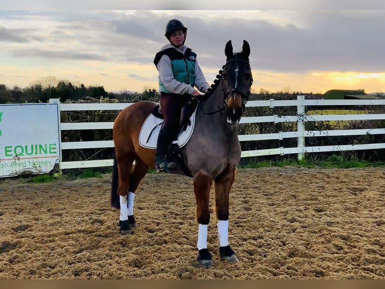 Irish Sport Horse Gelding 16 years 14,2 hh Brown in Mountrath