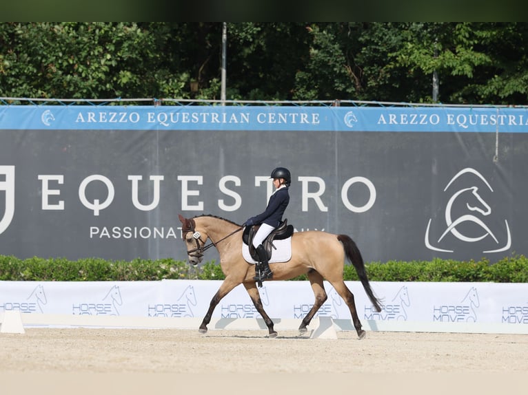 Irish Sport Horse Gelding 16 years 14,2 hh Dun in Farra di Soligo (TV)