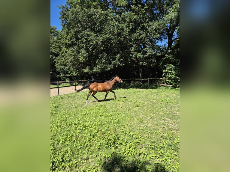 Irish Sport Horse Gelding 16 years 15.1 hh Brown in Vienenburg