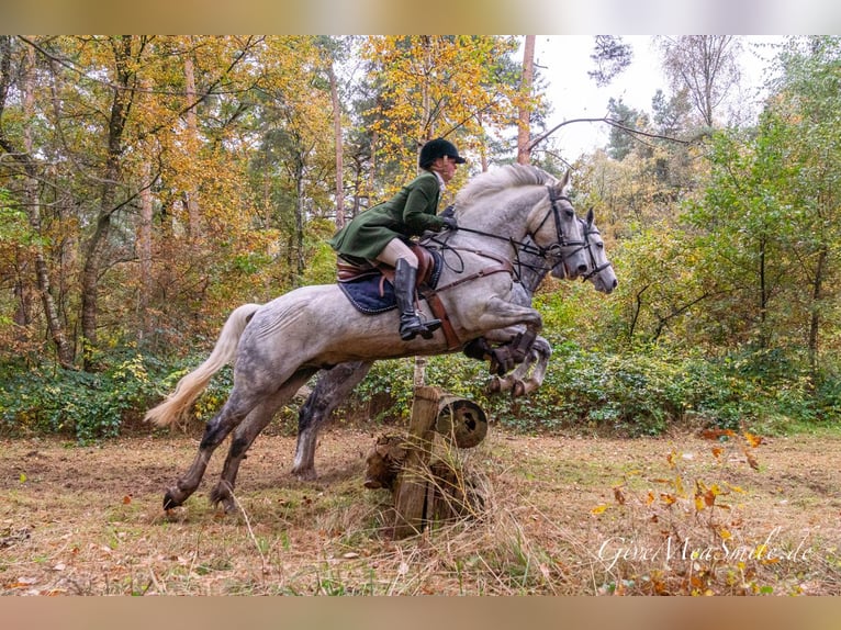 Irish Sport Horse Gelding 16 years 15.1 hh Grey in Hilter am Teutoburger Wald