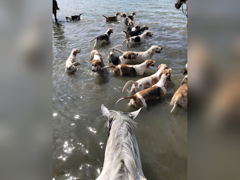 Irish Sport Horse Gelding 16 years 15.1 hh Grey in Hilter am Teutoburger Wald