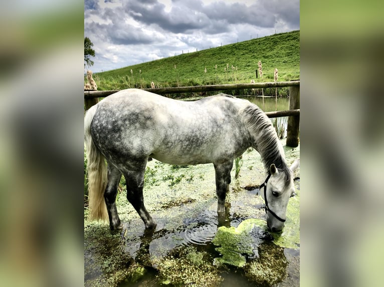 Irish Sport Horse Gelding 16 years 15.1 hh Grey in Hilter am Teutoburger Wald