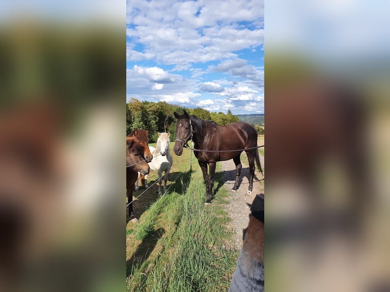 Irish Sport Horse Gelding 16 years 15.2 hh Black in Burgbrohl
