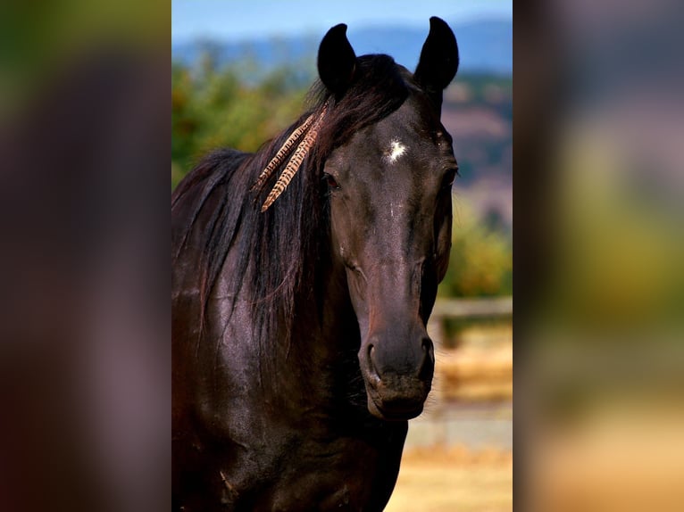 Irish Sport Horse Gelding 16 years 15.2 hh Black in Burgbrohl