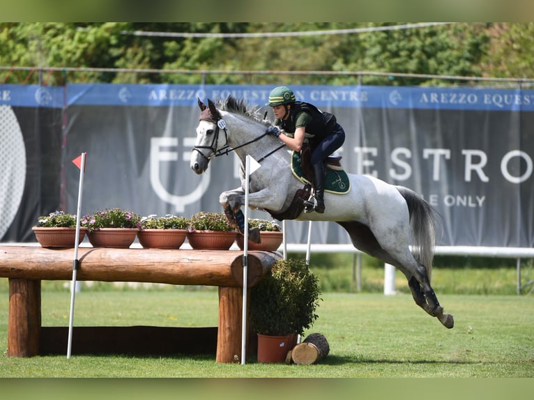 Irish Sport Horse Gelding 16 years 15.2 hh Grey-Fleabitten in Bodio