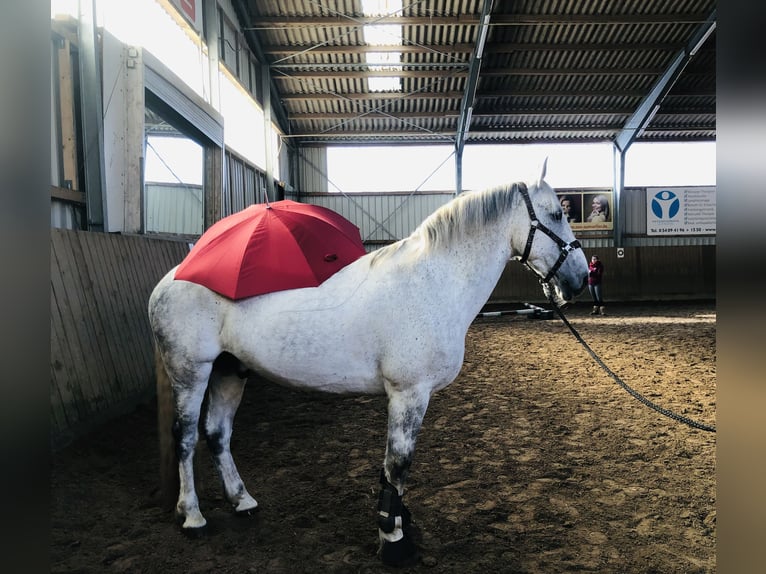 Irish Sport Horse Gelding 16 years 15,1 hh Grey in Hilter am Teutoburger Wald