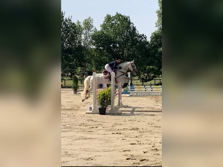 Irish Sport Horse Gelding 16 years 15,1 hh Grey in Hilter am Teutoburger Wald