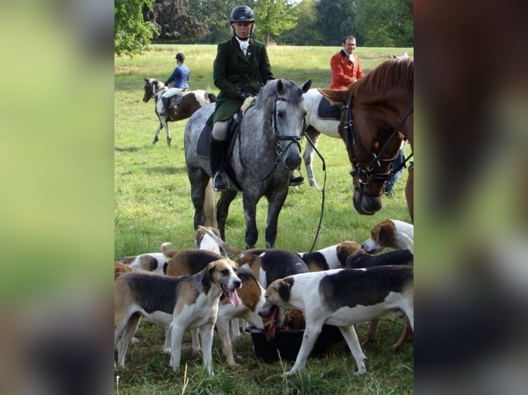 Irish Sport Horse Gelding 16 years 15,1 hh Grey in Hilter am Teutoburger Wald