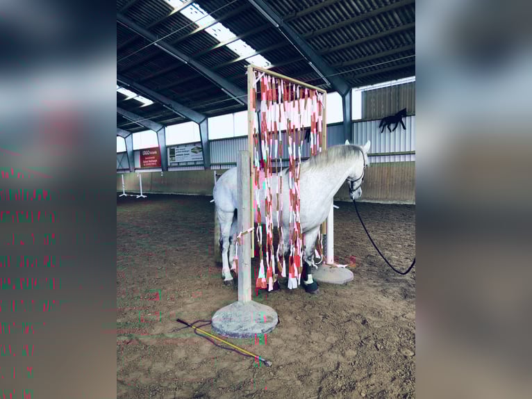 Irish Sport Horse Gelding 16 years 15,1 hh Grey in Hilter am Teutoburger Wald