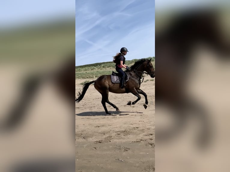 Irish Sport Horse Gelding 16 years 16 hh Brown in Bielefeld