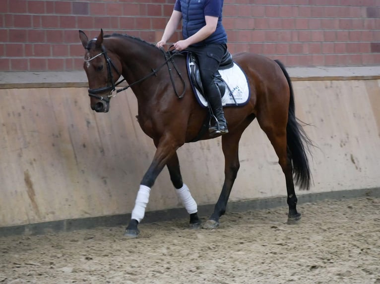 Irish Sport Horse Gelding 16 years 16 hh in Dorsten