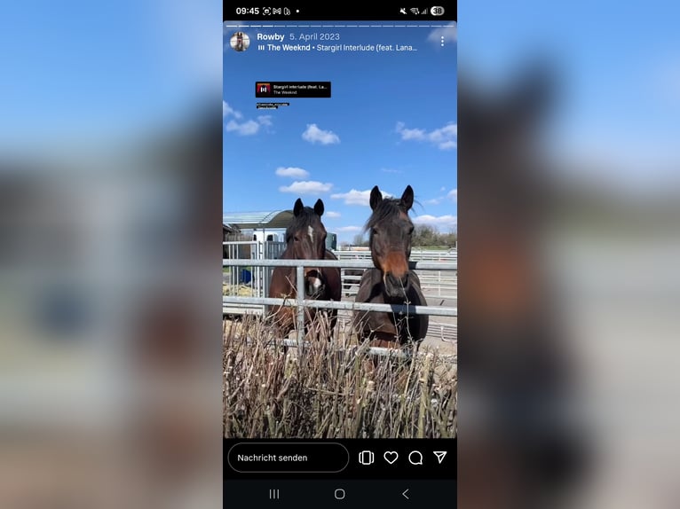 Irish Sport Horse Gelding 16 years 17,1 hh Bay-Dark in Birstein