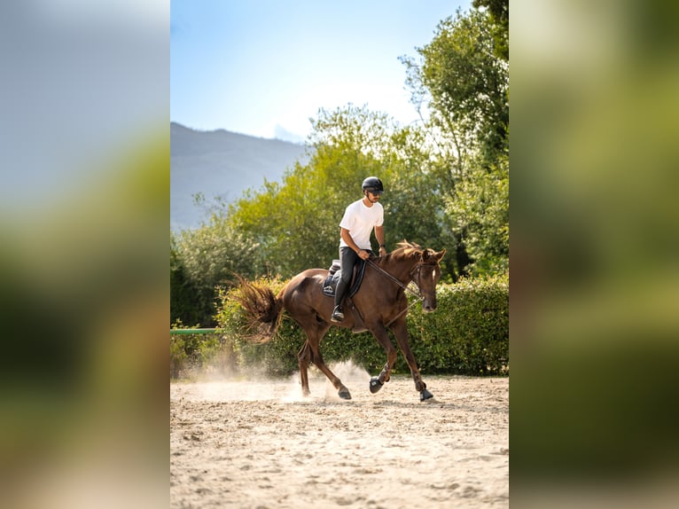Irish Sport Horse Gelding 16 years 18 hh Brown in Vigo