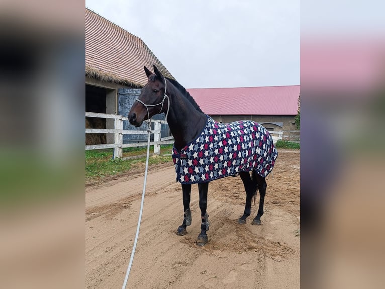 Irish Sport Horse Gelding 17 years 16 hh Bay-Dark in Lubin