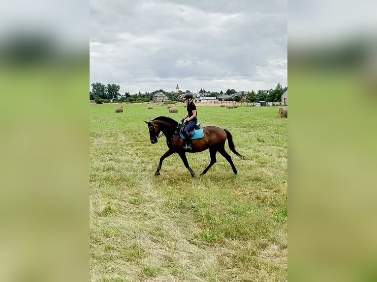 Irish Sport Horse Gelding 17 years 16 hh Bay-Dark in Lubin