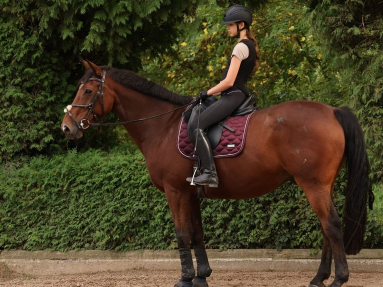 Irish Sport Horse Gelding 17 years 16 hh Brown in Niederseeon