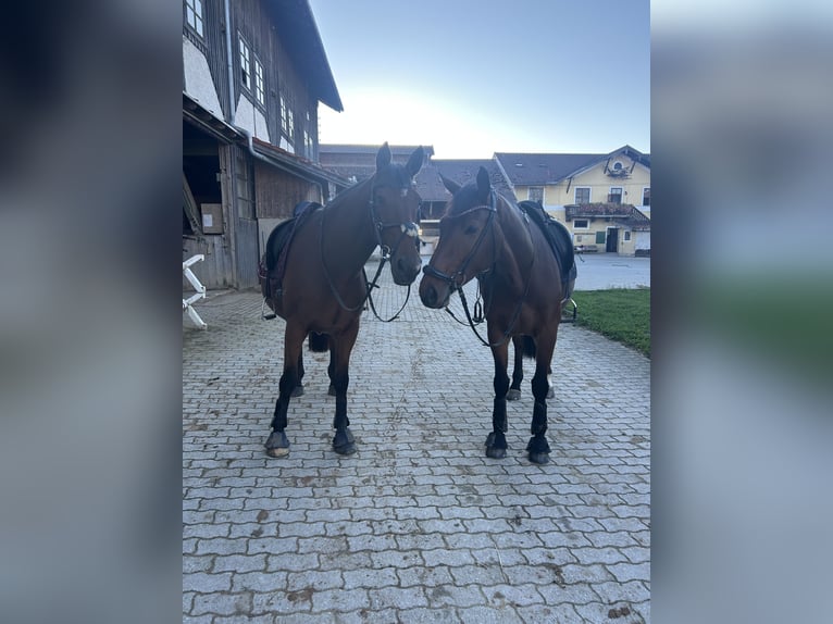Irish Sport Horse Gelding 17 years 16 hh Brown in Niederseeon