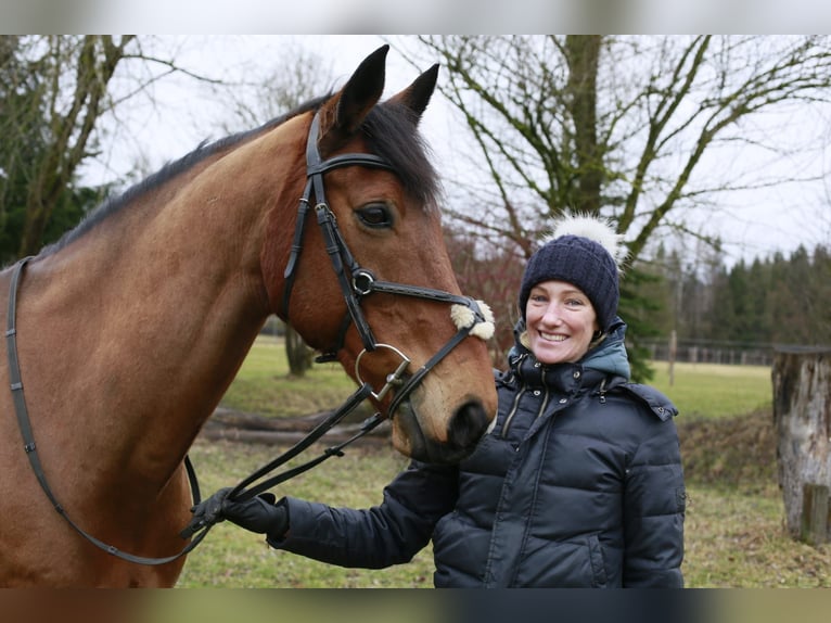 Irish Sport Horse Gelding 17 years 16 hh Brown in Niederseeon