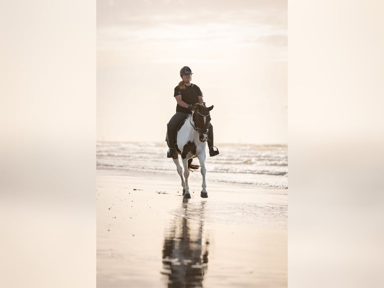 Irish Sport Horse Gelding 18 years 14,1 hh Pinto in Afferden L