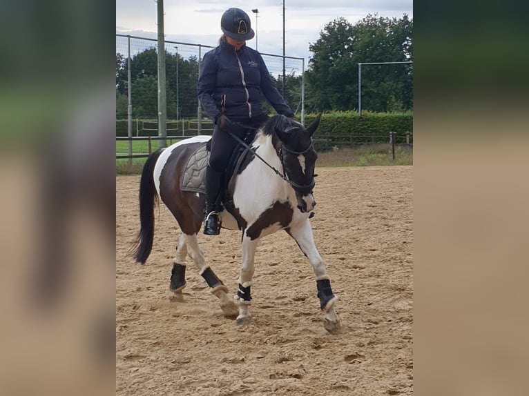 Irish Sport Horse Gelding 18 years 14,1 hh Pinto in Afferden L