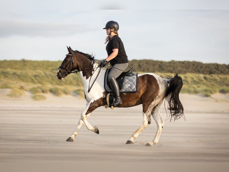Irish Sport Horse Gelding 18 years 14,1 hh Pinto in Afferden L