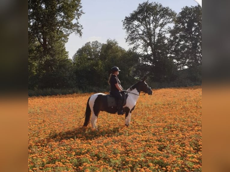 Irish Sport Horse Gelding 18 years 14,1 hh Pinto in Afferden L
