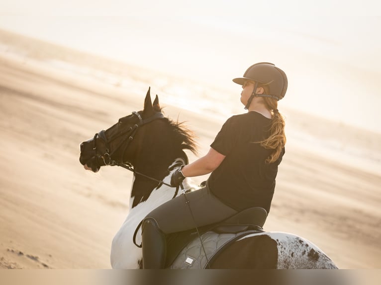 Irish Sport Horse Gelding 18 years 14,1 hh Pinto in Afferden L