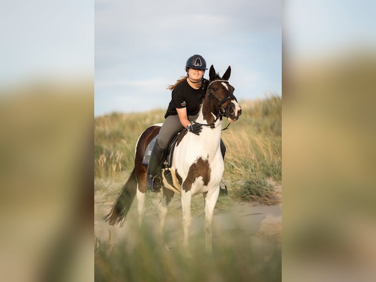 Irish Sport Horse Gelding 18 years 14,1 hh Pinto in Afferden L