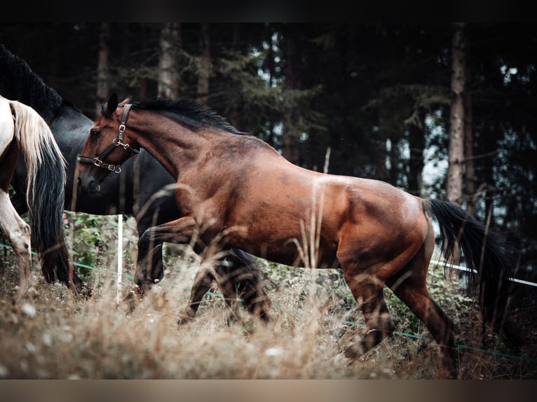 Irish Sport Horse Gelding 18 years 16.2 hh Bay-Dark in Launsdorf