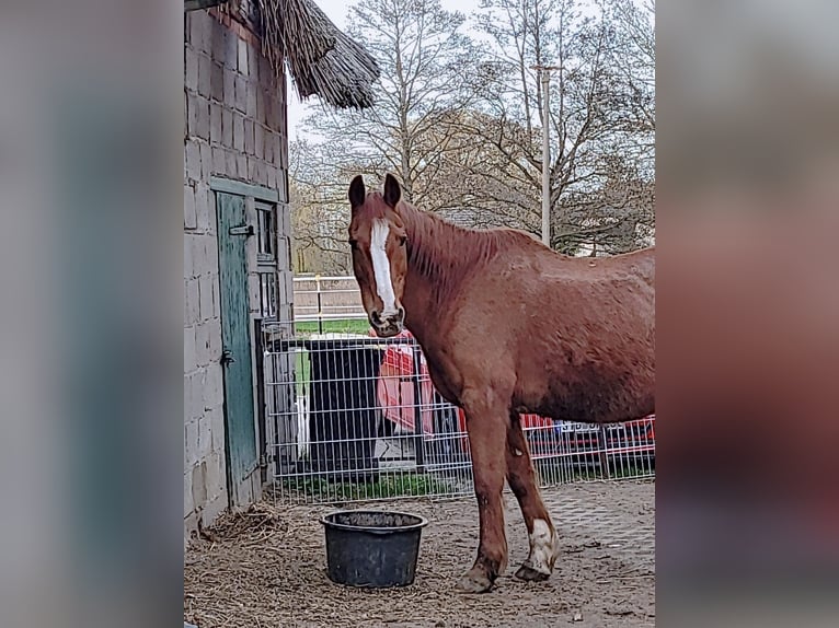 Irish Sport Horse Gelding 18 years Chestnut-Red in Techentin