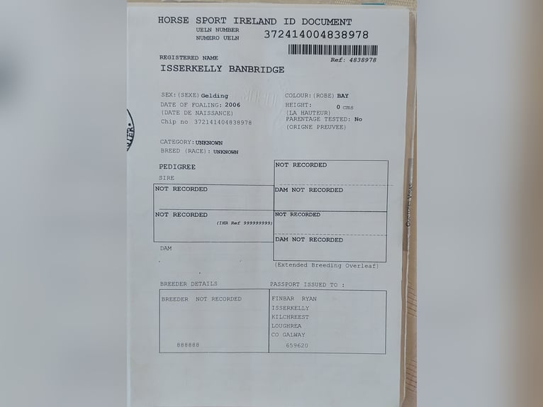 Irish Sport Horse Mix Gelding 20 years 14.3 hh  in Boxberg