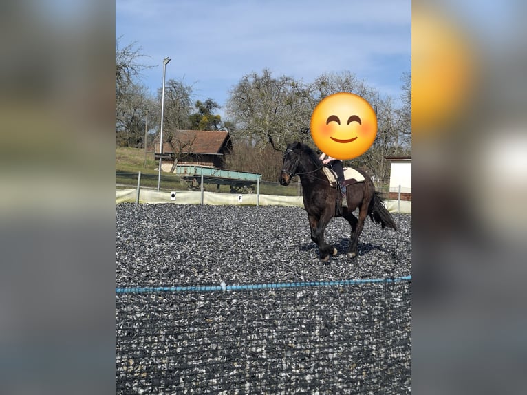 Irish Sport Horse Mix Gelding 20 years 14.3 hh  in Boxberg