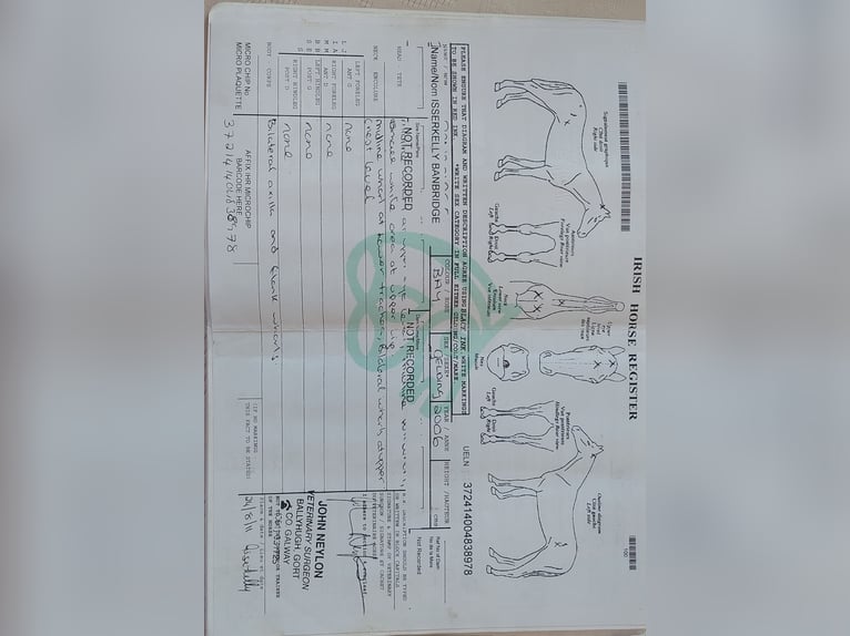 Irish Sport Horse Mix Gelding 20 years 14.3 hh  in Boxberg