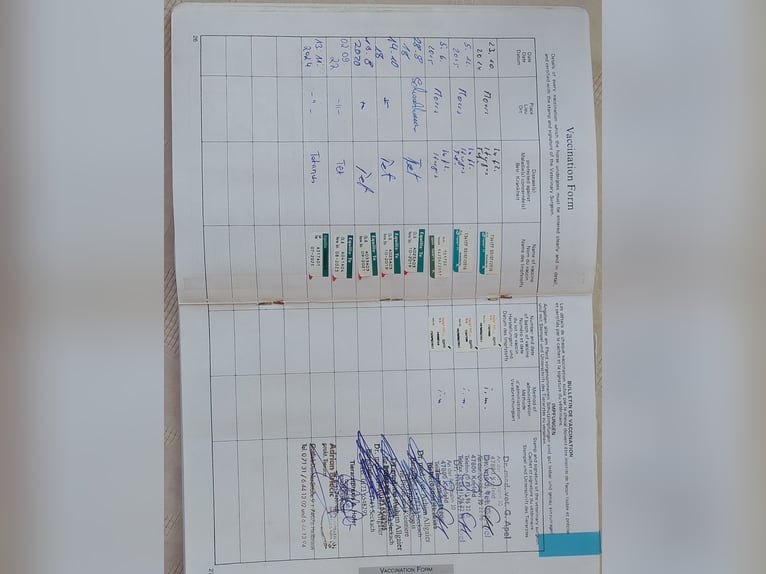 Irish Sport Horse Mix Gelding 20 years 14.3 hh  in Boxberg