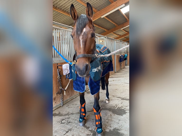 Irish Sport Horse Gelding 20 years 16.2 hh Brown in Darmstadt