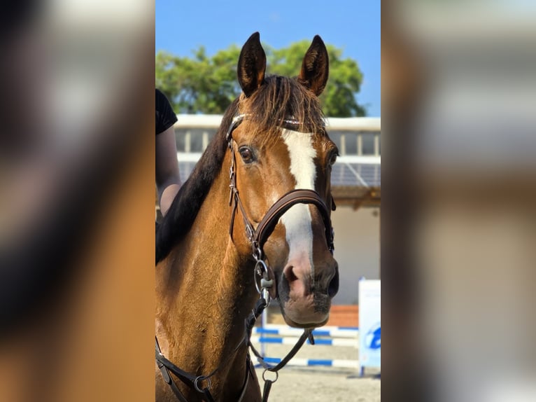 Irish Sport Horse Gelding 20 years 17 hh Brown in Bad Tennstedt