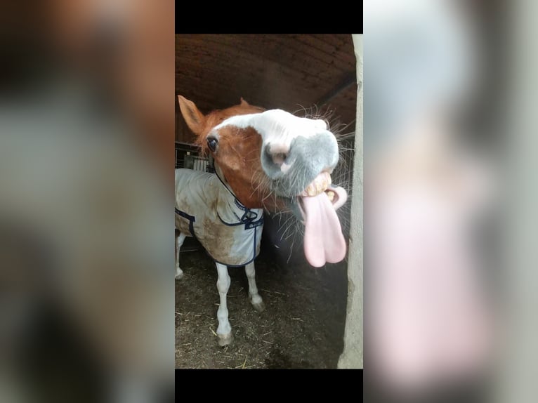 Irish Sport Horse Gelding 21 years 16 hh Pinto in Vaterstetten