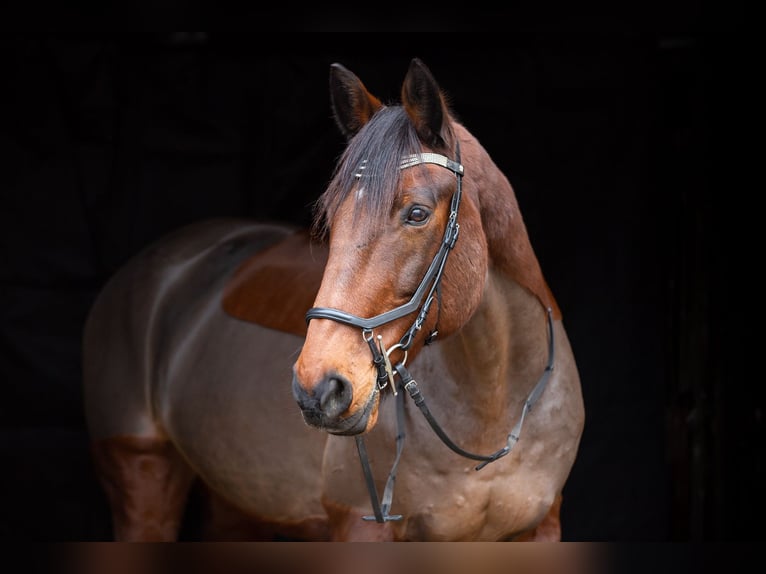 Irish Sport Horse Mix Gelding 22 years 16,2 hh Brown in Grünberg