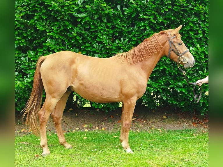 Irish Sport Horse Gelding 2 years 15,2 hh Chestnut in Kells, Co. Meath