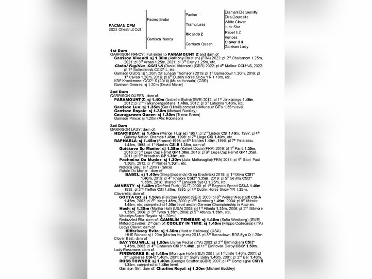 Irish Sport Horse Gelding 2 years 15,2 hh Chestnut in Kells, Co. Meath
