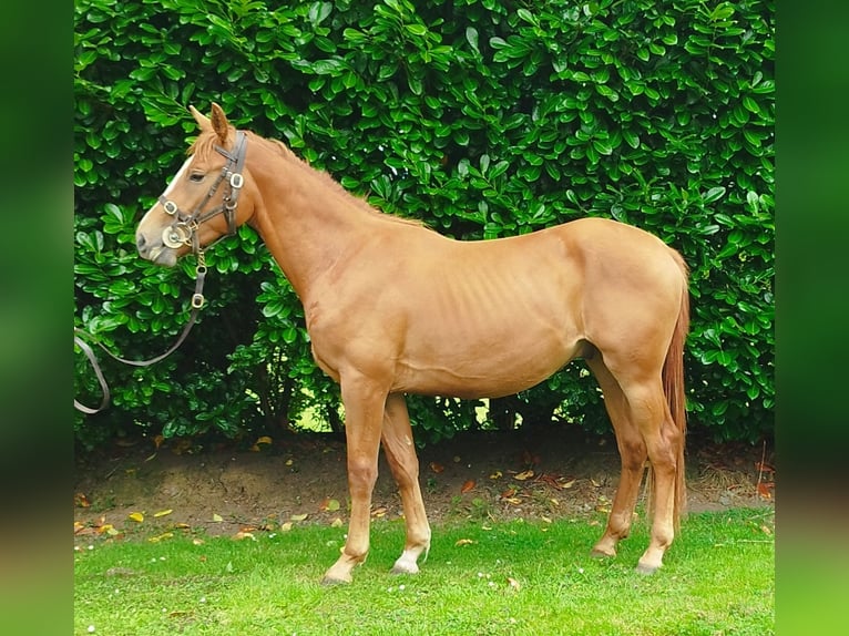 Irish Sport Horse Gelding 2 years 15,2 hh Chestnut in Kells, Co. Meath