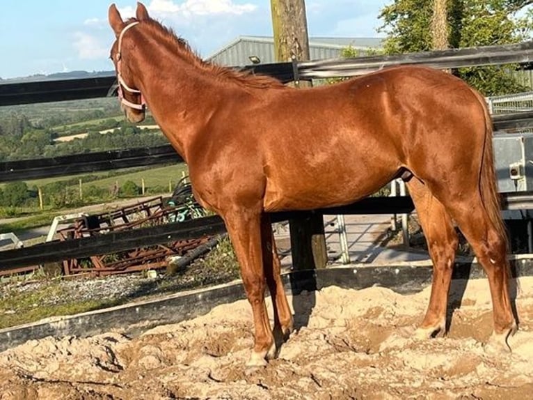 Irish Sport Horse Gelding 2 years Chestnut-Red in Castleisland