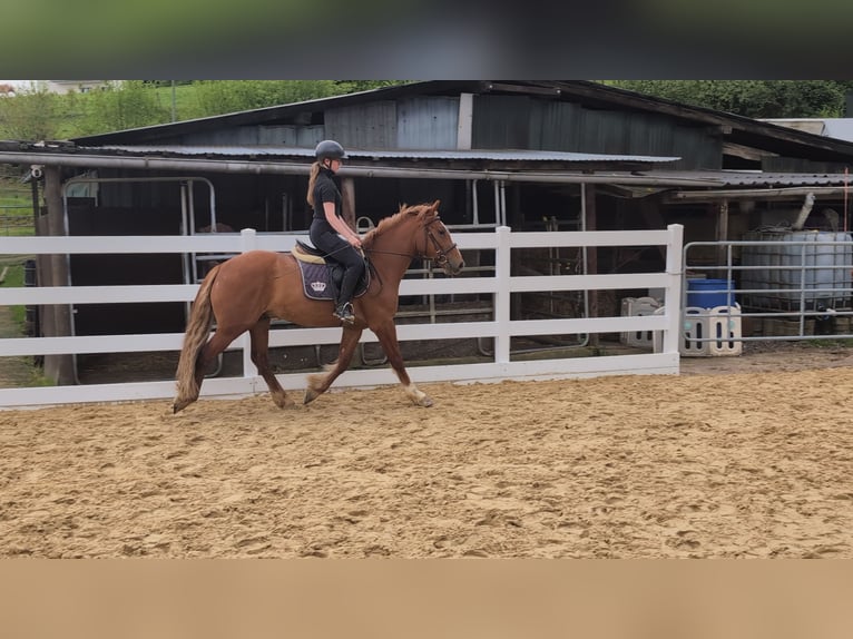 Irish Sport Horse Gelding 3 years 14.3 hh Chestnut-Red in Morsbach