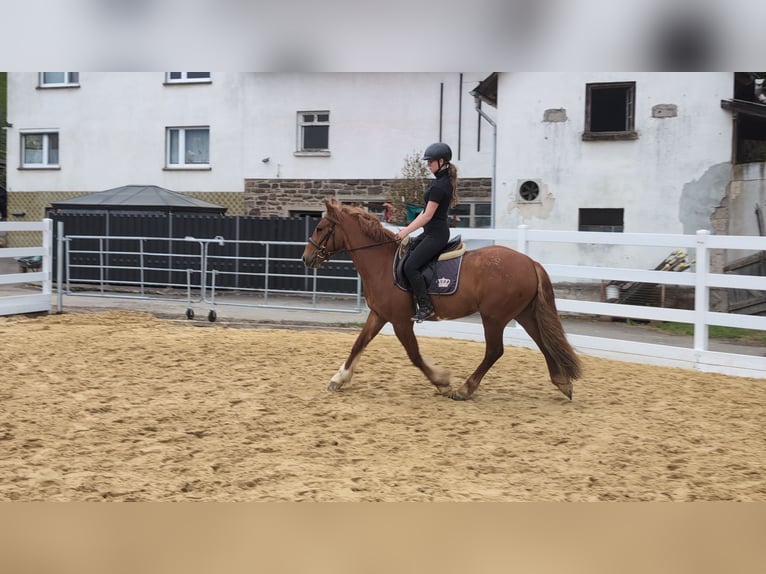 Irish Sport Horse Gelding 3 years 14.3 hh Chestnut-Red in Morsbach