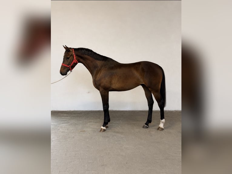 Irish Sport Horse Gelding 3 years 16.1 hh Bay-Dark in Lendava