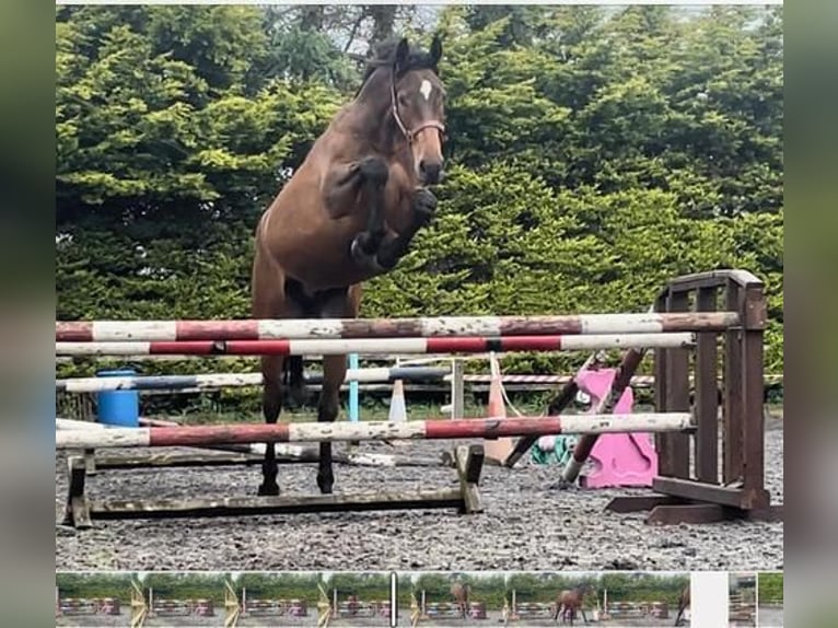 Irish Sport Horse Gelding 3 years 16,3 hh Bay in Listowel