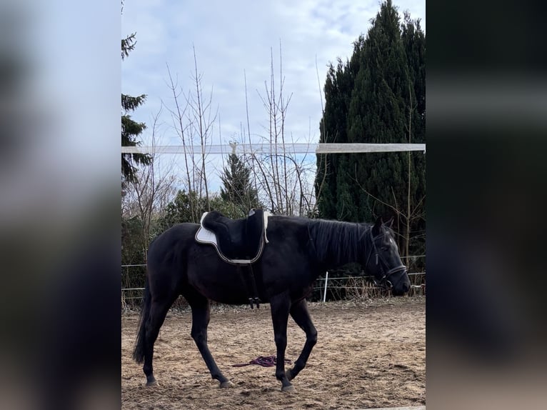 Irish Sport Horse Gelding 3 years 16 hh Black in Norderstedt