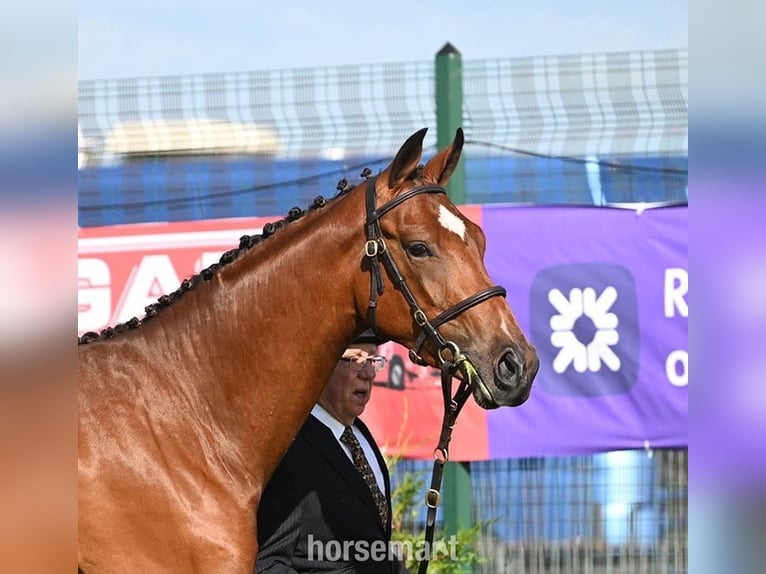 Irish Sport Horse Gelding 3 years 16 hh Brown in Downpatrick