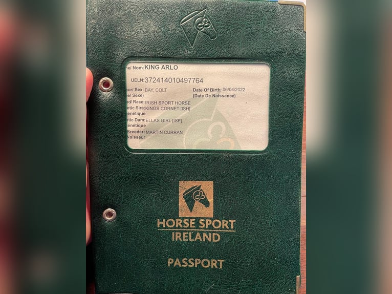 Irish Sport Horse Gelding 3 years 16,1 hh Brown in Leonberg