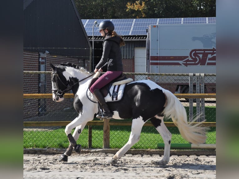 Irish Sport Horse Gelding 4 years 14,1 hh Pinto in Venlo